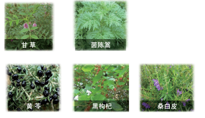 芩杞亮颜方主要成分