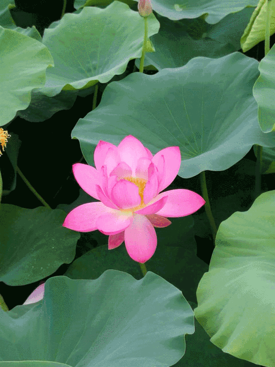 驻颜轻身,镇心安神古方功效:荷花(nelumbo nucifera gaertn)即莲花