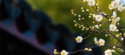 吸天地之灵气，取日月之精华|四季花凝露，以花养容，人比花艳